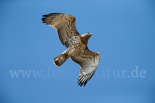 Schlangenadler (Circaetus gallicus)