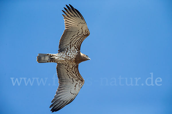 Schlangenadler (Circaetus gallicus)