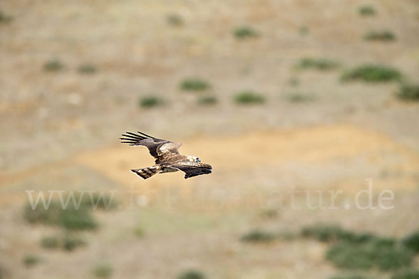 Schlangenadler (Circaetus gallicus)