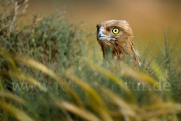 Schlangenadler (Circaetus gallicus)