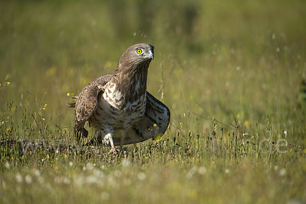 Schlangenadler (Circaetus gallicus)