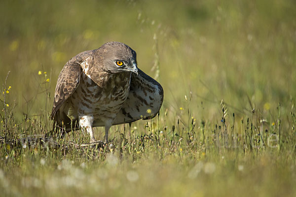 Schlangenadler (Circaetus gallicus)