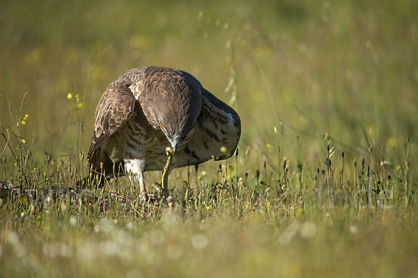 Schlangenadler (Circaetus gallicus)