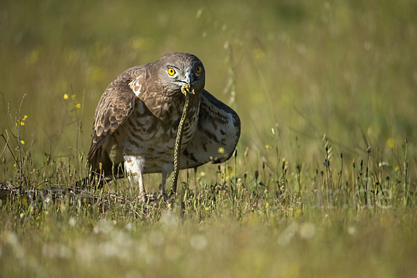 Schlangenadler (Circaetus gallicus)