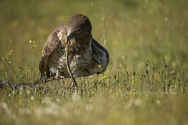 Schlangenadler (Circaetus gallicus)