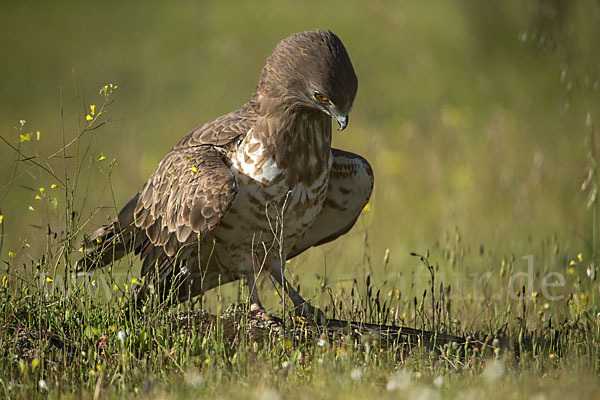 Schlangenadler (Circaetus gallicus)