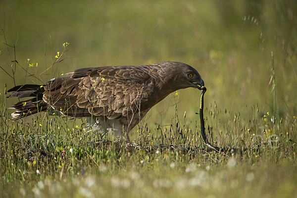 Schlangenadler (Circaetus gallicus)