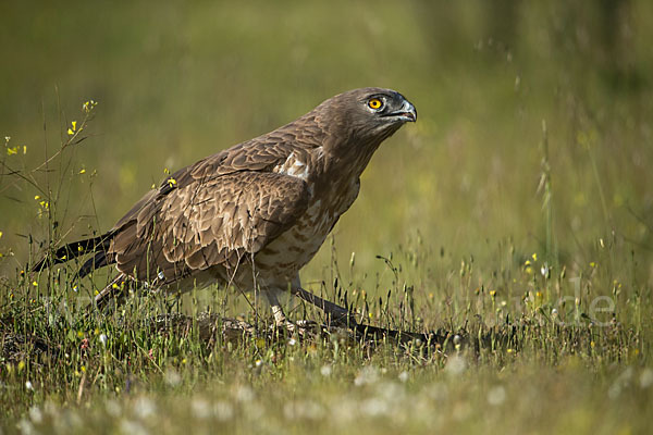 Schlangenadler (Circaetus gallicus)