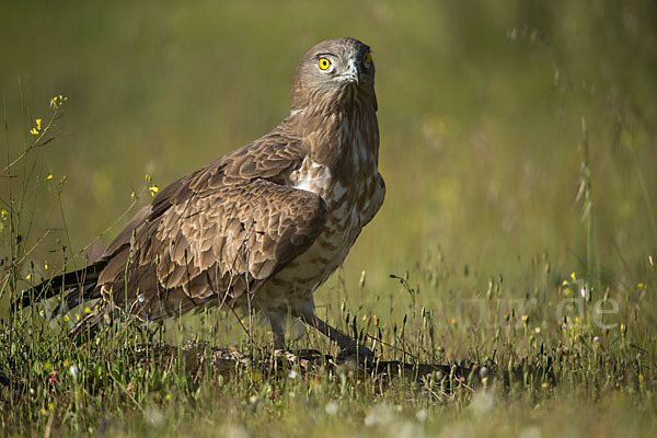 Schlangenadler (Circaetus gallicus)