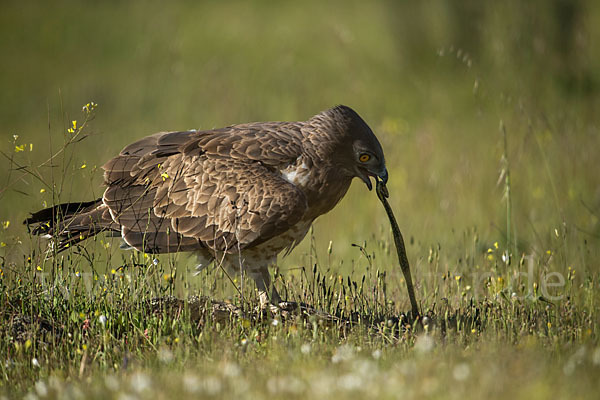 Schlangenadler (Circaetus gallicus)