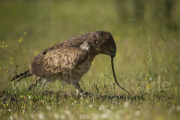 Schlangenadler (Circaetus gallicus)