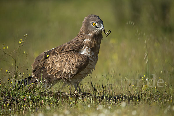 Schlangenadler (Circaetus gallicus)