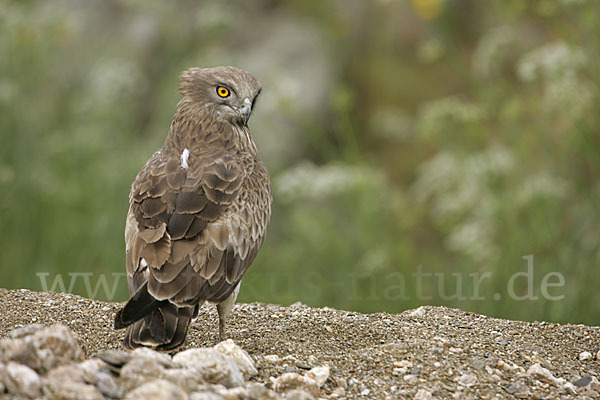 Schlangenadler (Circaetus gallicus)