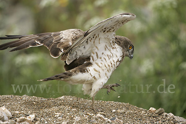 Schlangenadler (Circaetus gallicus)