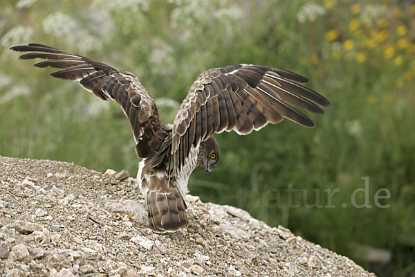 Schlangenadler (Circaetus gallicus)