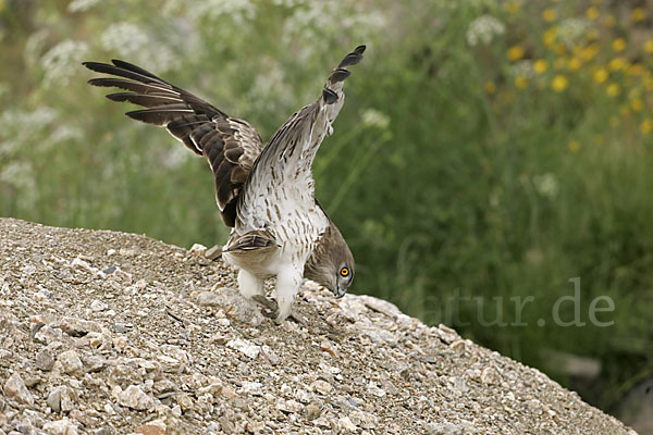 Schlangenadler (Circaetus gallicus)