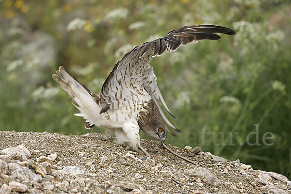 Schlangenadler (Circaetus gallicus)