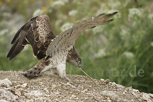 Schlangenadler (Circaetus gallicus)