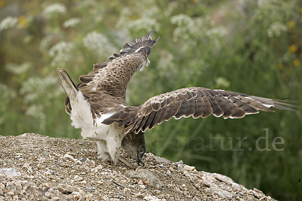 Schlangenadler (Circaetus gallicus)