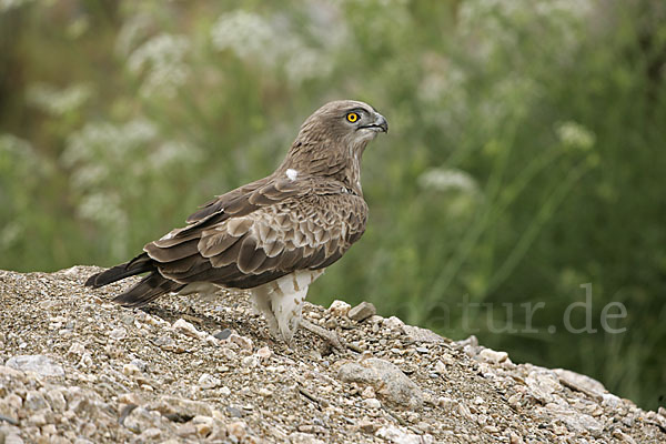 Schlangenadler (Circaetus gallicus)