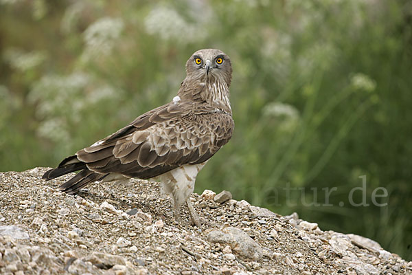 Schlangenadler (Circaetus gallicus)