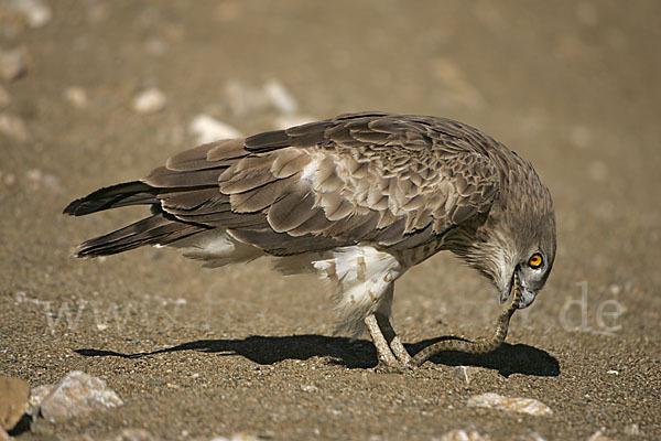 Schlangenadler (Circaetus gallicus)