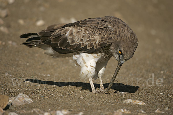 Schlangenadler (Circaetus gallicus)