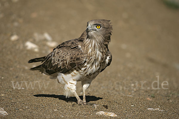 Schlangenadler (Circaetus gallicus)