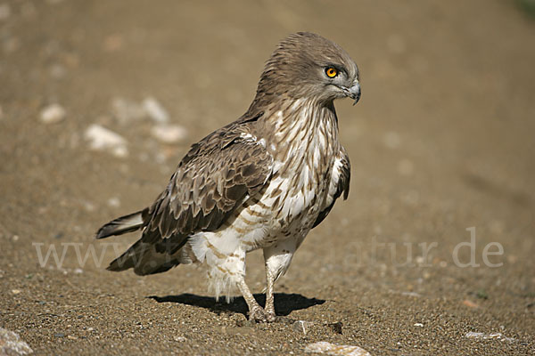 Schlangenadler (Circaetus gallicus)