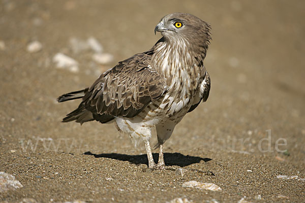 Schlangenadler (Circaetus gallicus)