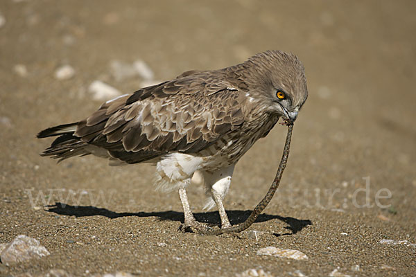 Schlangenadler (Circaetus gallicus)