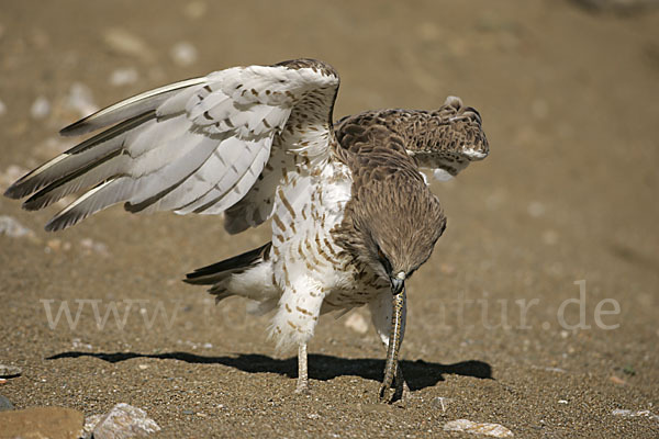 Schlangenadler (Circaetus gallicus)