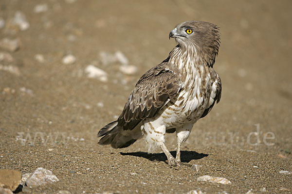 Schlangenadler (Circaetus gallicus)