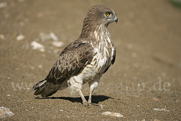 Schlangenadler (Circaetus gallicus)