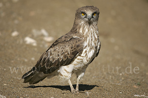 Schlangenadler (Circaetus gallicus)