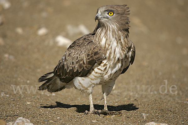 Schlangenadler (Circaetus gallicus)