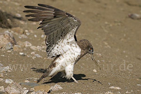 Schlangenadler (Circaetus gallicus)