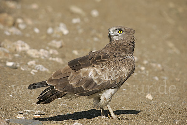 Schlangenadler (Circaetus gallicus)