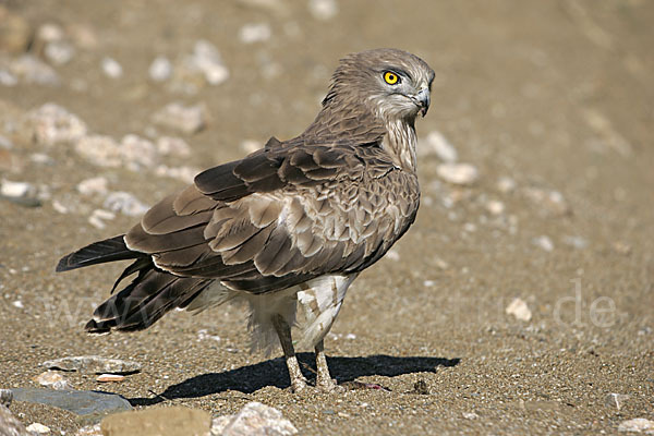 Schlangenadler (Circaetus gallicus)