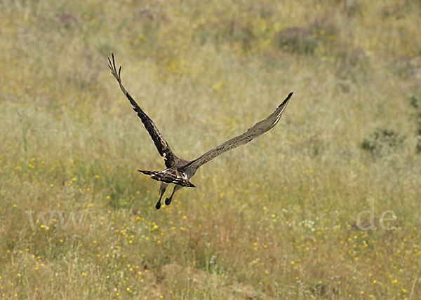 Schlangenadler (Circaetus gallicus)