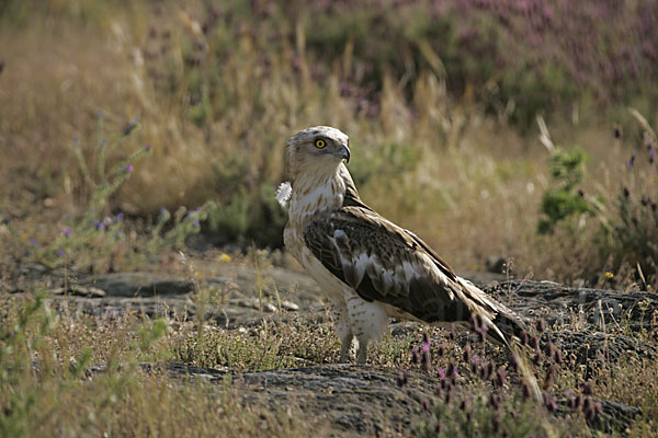 Schlangenadler (Circaetus gallicus)