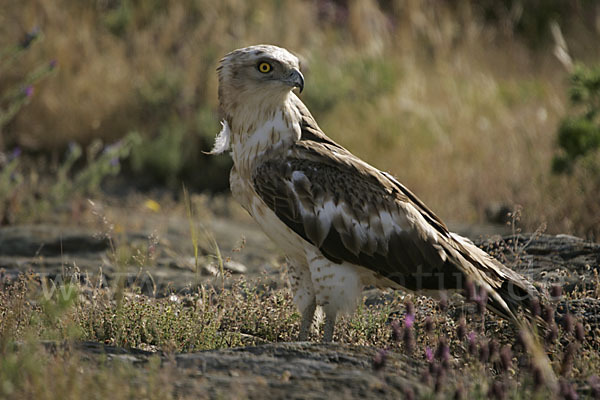 Schlangenadler (Circaetus gallicus)