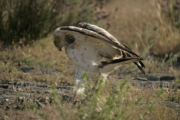 Schlangenadler (Circaetus gallicus)