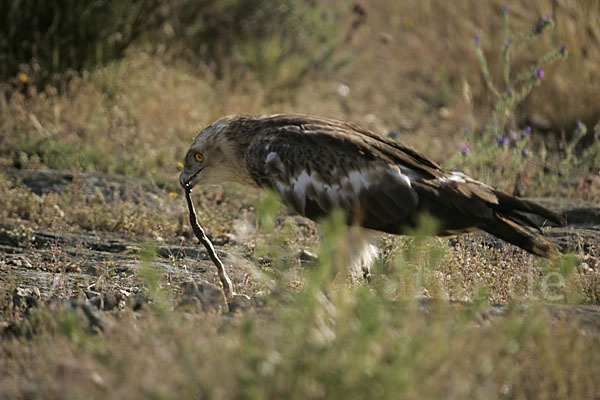 Schlangenadler (Circaetus gallicus)