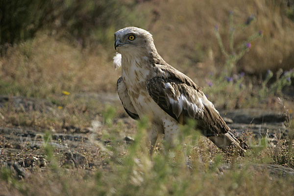 Schlangenadler (Circaetus gallicus)