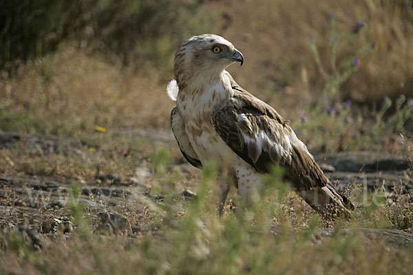 Schlangenadler (Circaetus gallicus)