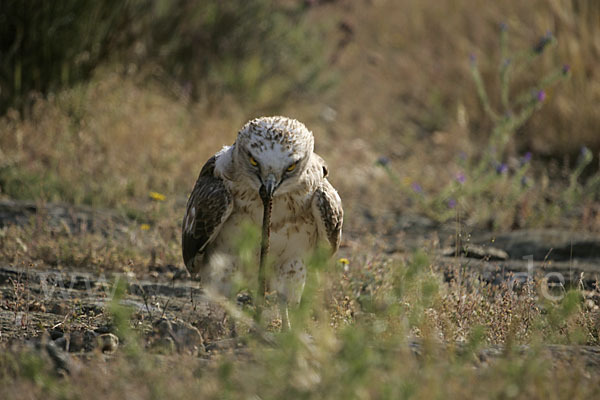 Schlangenadler (Circaetus gallicus)