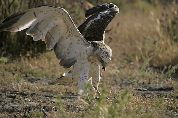 Schlangenadler (Circaetus gallicus)