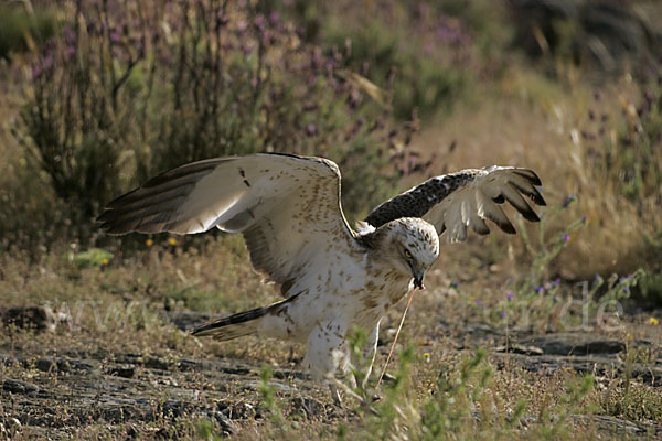 Schlangenadler (Circaetus gallicus)