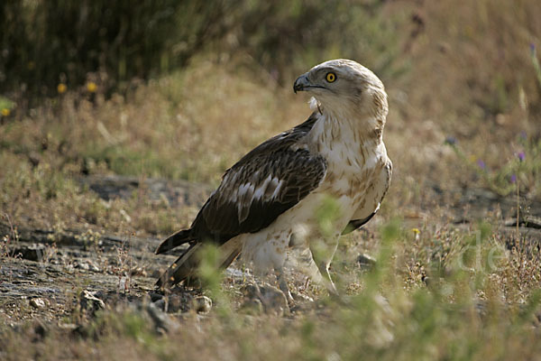 Schlangenadler (Circaetus gallicus)